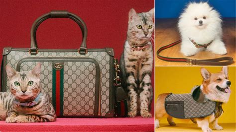 gucci logo hungry cat|new gucci pet collection.